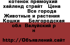 котенок прямоухий  хайленд страйт › Цена ­ 10 000 - Все города Животные и растения » Кошки   . Белгородская обл.,Валуйский р-н